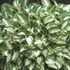 Hosta 'Pandora's Box'