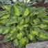 Hosta 'Pocketful of Sunshine' 