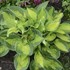 Hosta 'Pocketful of Sunshine' 
