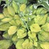 Hosta 'Rainforest Sunrise'