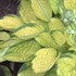 Hosta 'Rainforest Sunrise'