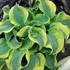 Hosta 'School Mouse' PP29559