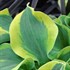 Hosta 'School Mouse' PP29559