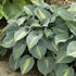 Hosta 'Touch of Class' PP13080