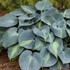 Hosta 'Touch of Class' PP13080