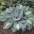 Hosta 'Touch of Class' PP13080