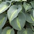 Hosta 'Touch of Class' PP13080