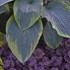 Hosta 'Wu-La-La' PPAF CPBRAF SHADOWLAND Collection