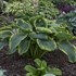 Hosta 'Wu-La-La' PPAF CPBRAF SHADOWLAND Collection
