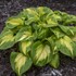 Hosta 'Etched Glass' SHADOWLAND Collection