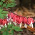 Dicentra spectabilis 'VALENTINE'®