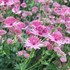 Astrantia major 'Pink Joyce'