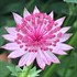 Astrantia major 'Pink Joyce'