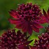 Astrantia major 'Red Joyce'