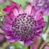 Astrantia 'Purple Joyce' 