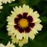 Coreopsis UPTICK™ Cream & Red UPTICK™ Series