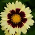 Coreopsis UPTICK™ Cream & Red UPTICK™ Series