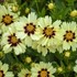 Coreopsis UPTICK™ Cream & Red UPTICK™ Series