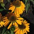 Echinacea Butterfly  ‘Golden Skipper’