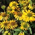 Echinacea Butterfly  ‘Golden Skipper’