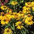Echinacea Butterfly  ‘Golden Skipper’