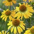 Echinacea Butterfly  ‘Golden Skipper’