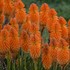 Kniphofia 'Orange Blaze' PYROMANIA™ Collection