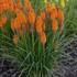 Kniphofia 'Orange Blaze' PYROMANIA™ Collection