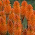 Kniphofia 'Orange Blaze' PYROMANIA™ Collection