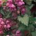 Lamium Orchid Frost  Spotted Dead Nettle 