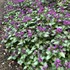 Lamium Orchid Frost  Spotted Dead Nettle 