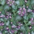 Lamium Orchid Frost  Spotted Dead Nettle 