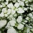 Lamium Orchid Frost  Spotted Dead Nettle 