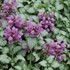 Lamium Orchid Frost  Spotted Dead Nettle 