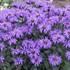 Monarda 'Blue Moon' SUGAR BUZZ® Series