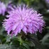 Monarda 'Blue Moon' SUGAR BUZZ® Series