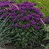 Monarda 'Grape Gumball' SUGAR BUZZ® Series