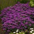 Monarda 'Grape Gumball' SUGAR BUZZ® Series