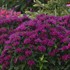 Monarda 'Grape Gumball' SUGAR BUZZ® Series