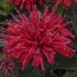 Monarda didyma 'Pardon My Cerise' Pardon My Series