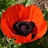 Papaver orientale Allegro