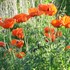 Papaver orientale Allegro