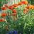 Papaver orientale Allegro