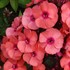Phlox p. 'Younique Orange'