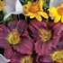 'Little Grapette'  Daylily