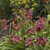 'Little Grapette'  Daylily