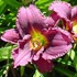 'Little Grapette'  Daylily