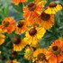 Helenium 'Mardi Gras' Sneezeweed or Helen's flower