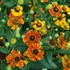 Helenium 'Mardi Gras' Sneezeweed or Helen's flower