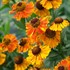 Helenium 'Mardi Gras' Sneezeweed or Helen's flower